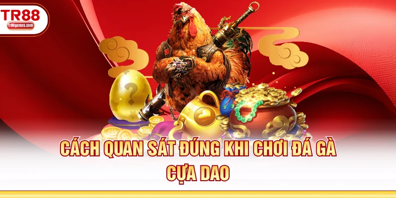 Cách quan sát đúng khi chơi đá gà cựa dao